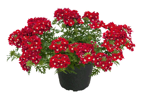 Verbena VEPITA Red White 2025