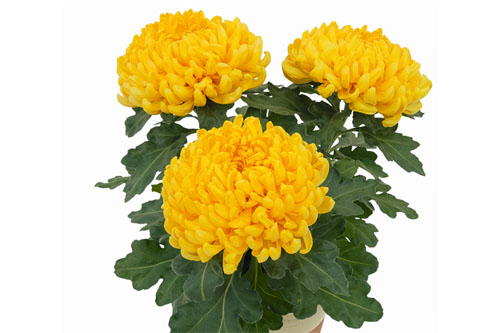 Chrysanthemen: Chrysanthemum  Mimizan