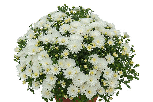 Chrysanthemen: Chrysanthemum DREAMSTAR Aurora White