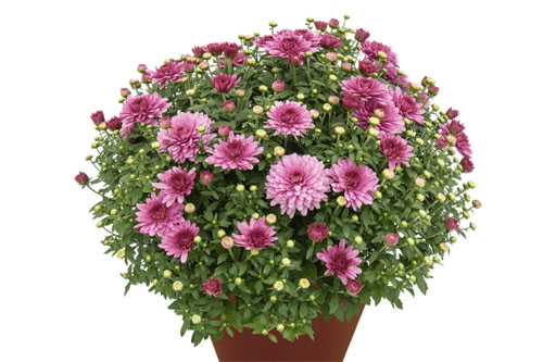 Chrysanthemen: Chrysanthemum DREAMSTAR Janus Dark Pink