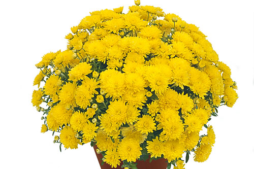 Chrysanthemen: Chrysanthemum DREAMSTAR Janus Yellow
