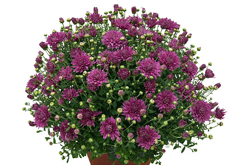 Chrysanthemen: Chrysanthemum DREAMSTAR Minerva Lilac