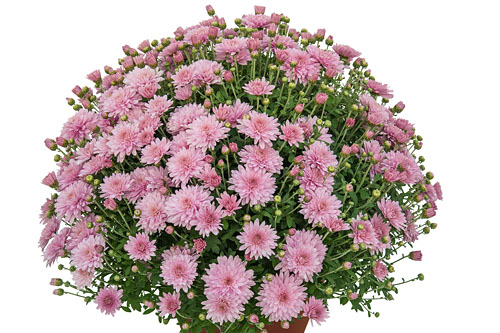 Chrysanthemen: Chrysanthemum DREAMSTAR Minerva Pink