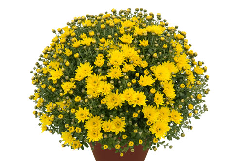 Chrysanthemen: Chrysanthemum DREAMSTAR Zeus Yellow
