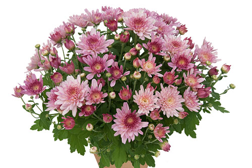 Chrysanthemen: Chrysanthemum Yahou & Friends Yahou Bonbon