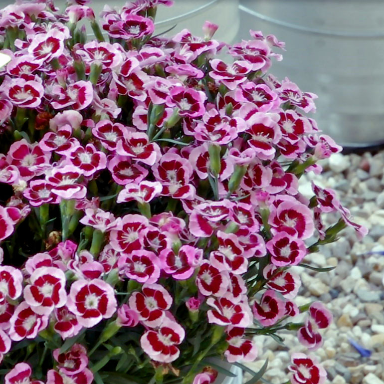 Dianthus Touch