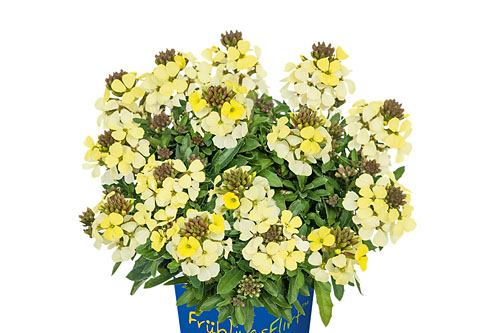 Erysimum  Lemon Zwerg