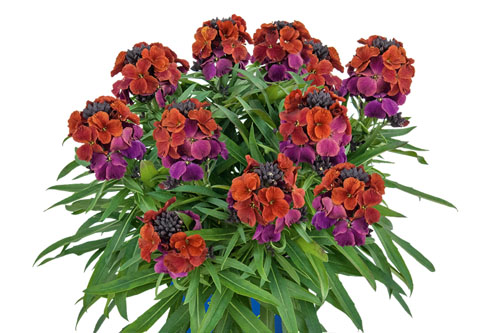 Erysimum RYSI Winter Berry