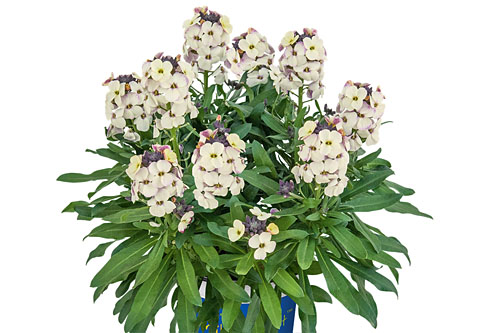 Erysimum  Winter Pearl