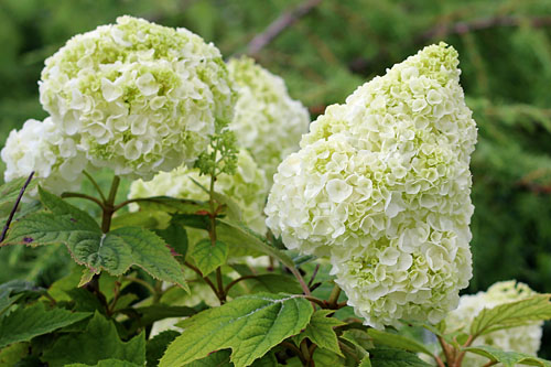 Gehölze: Hydrangea GATSBY Moon