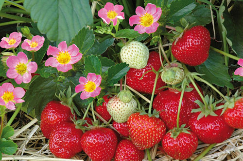 Gourmetzauber: Erdbeere HUMMI Merosa