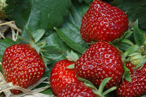 Gourmetzauber: Erdbeere  Praline