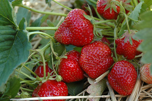 Gourmetzauber: Erdbeere HUMMI Rimona