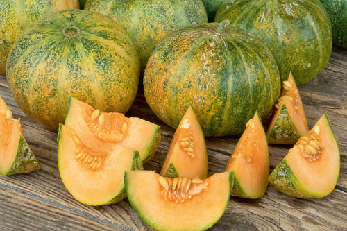 Gourmetzauber: Melone  Petit Gris de Rennes
