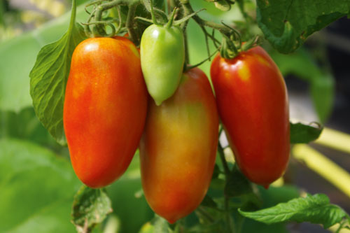Gourmetzauber: Andenhorn-Tomate  Bellandine
