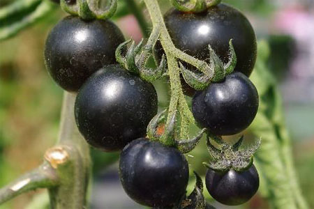 Tomato Black Cherry Tomato Black Cherry
