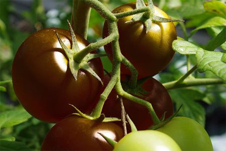 Tomato Choco Previa Tomato Choco Previa