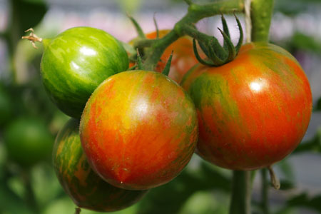 Tomato Red Zebra Tomato Red Zebra