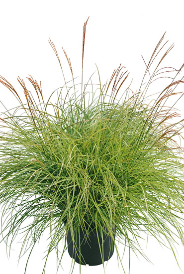 Miscanthus 'Cute One' Miscanthus 'Cute One'