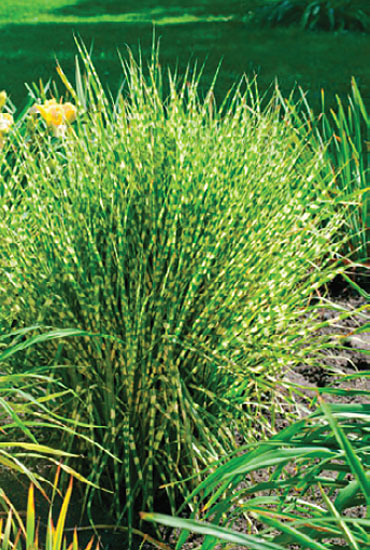 Miscanthus 'Gold Bar' Miscanthus 'Gold Bar'