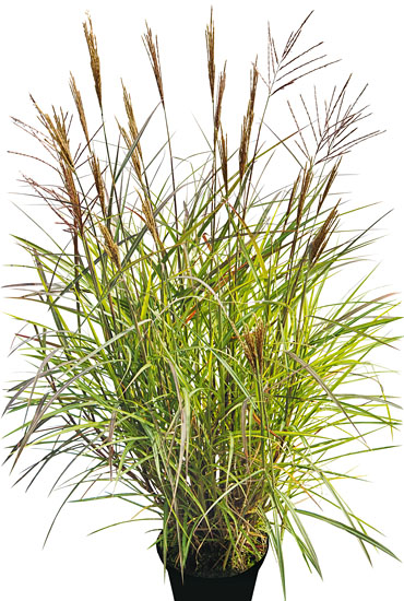 Miscanthus 'Ibiza' title=