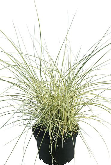 Miscanthus 'Morning Bright' Miscanthus 'Morning Bright'