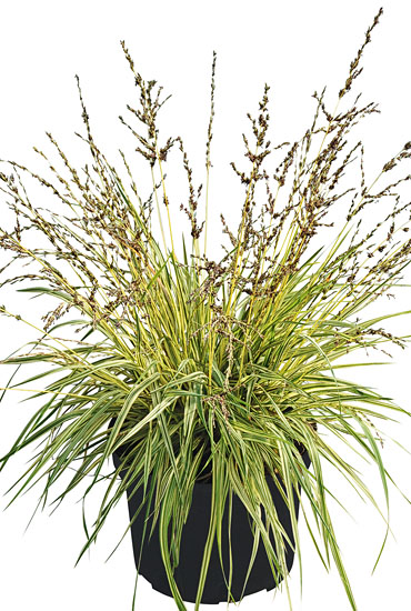 Molina Variegata Molina Variegata
