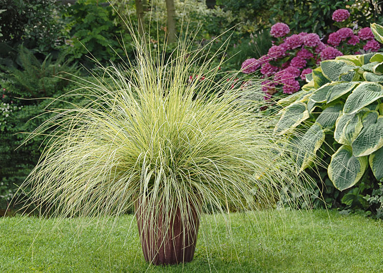 Pennisetum 'Pennstripe' Pennisetum 'Pennstripe'