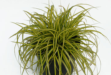 Carex 'Eversheen' young plants Carex 'Eversheen' young plants