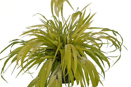 Hakonechloa Sunflare Hakonechloa Sunflare