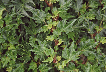Hedera 'Fandango' young plants Hedera 'Fandango' young plants