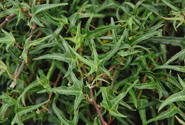 Hedera 'Feenfinger' young plants Hedera 'Feenfinger' young plants