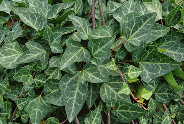 Hedera 'Grünpfeil' young plants Hedera 'Grünpfeil' young plants