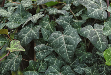 Hedera 'Modern Times' young plants Hedera 'Modern Times' young plants