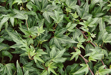 Hedera 'Needlepoint' young plants Hedera 'Needlepoint' young plants
