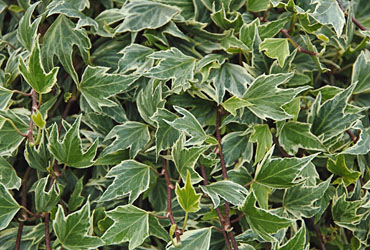 Hedera 'White Ripple' young plants Hedera 'White Ripple' young plants