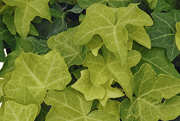 Hedera 'Yellow Ripple Mutation' young plants Hedera 'Yellow Ripple Mutation' young plants