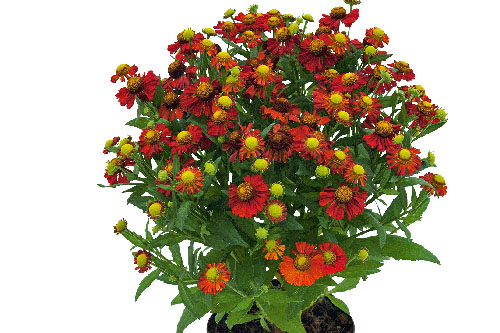 Herbstzauber: Helenium HELIAS Fire Red