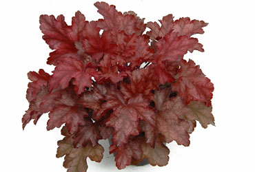 Heuchera 'Chateau Rouge' young plants Heuchera 'Chateau Rouge' young plants