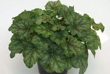 Heuchera 'Emerald Queen' young plants Heuchera 'Emerald Queen' young plants