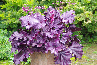 Heuchera 'Forever Purple' young plants Heuchera 'Forever Purple' young plants