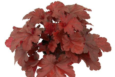 Heuchera Forever Red Heuchera Forever Red