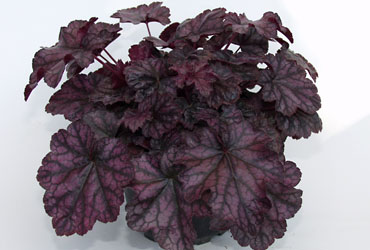 Heuchera 'Silver Duke' young plants Heuchera 'Silver Duke' young plants