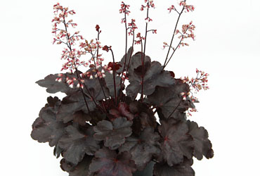 Heuchera 'Starry Night' young plants Heuchera 'Starry Night' young plants