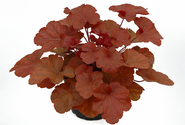 Heuchera 'Timeless Orange' young plants Heuchera 'Timeless Orange' young plants