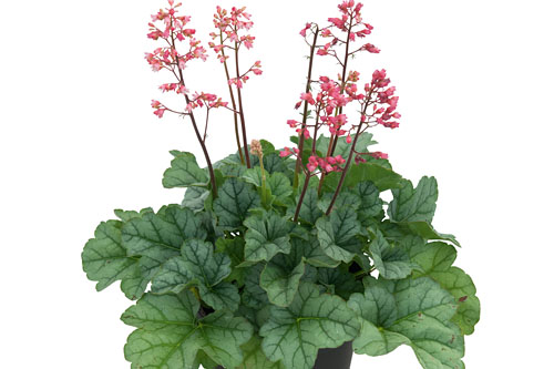 Fruehlingsflirt: Heuchera Little Cuties Shimmer
