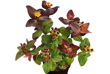 Hypericum 'Magic Marbles Brandy' young plants Hypericum 'Magic Marbles Brandy' young plants