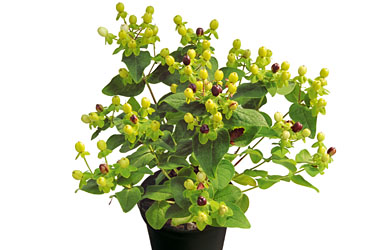 Hypericum 'Magic Marbles Green' young plants Hypericum 'Magic Marbles Green' young plants