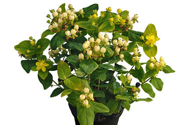 Hypericum 'Magic Marbles Ivory' young plants Hypericum 'Magic Marbles Ivory' young plants