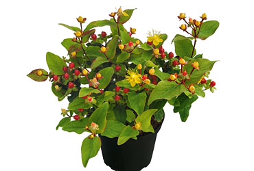 Hypericum 'Magic Marbles Little Red' young plants Hypericum 'Magic Marbles Little Red' young plants
